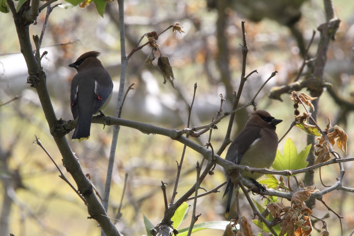 Cedar Waxwing - ML332139501