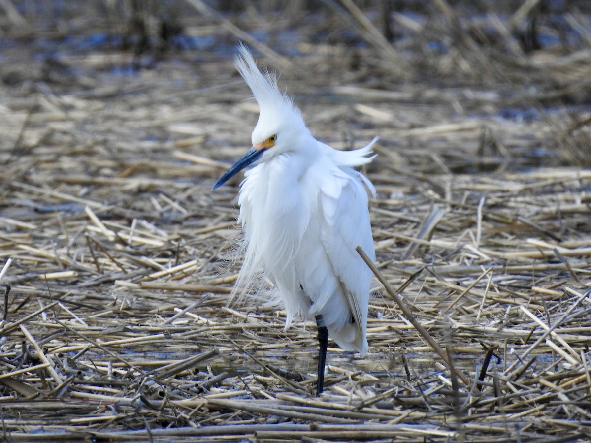 snøhegre - ML332139781