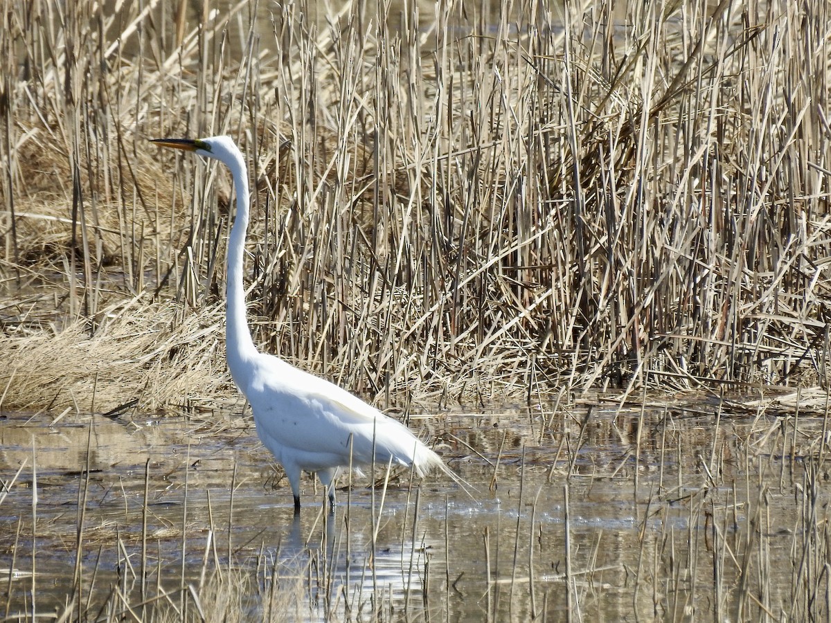 egretthegre - ML332139951