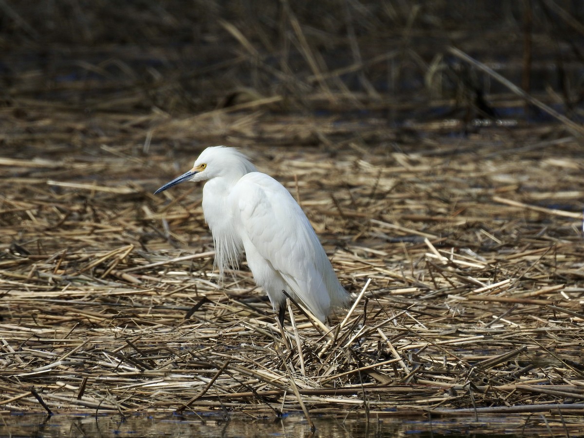 snøhegre - ML332140191
