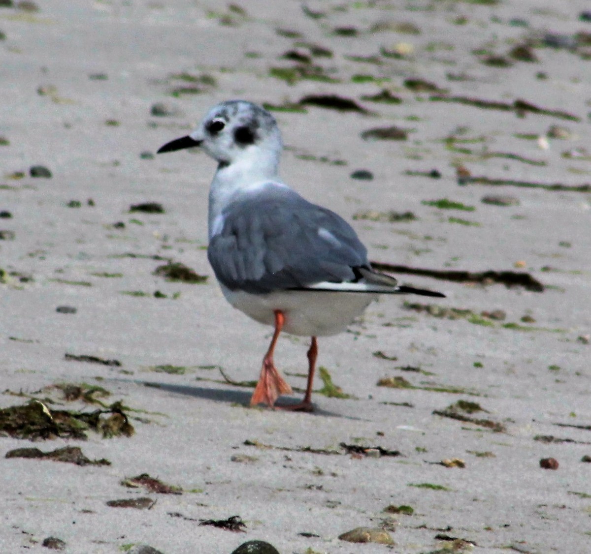 Bonaparte's Gull - ML33214031