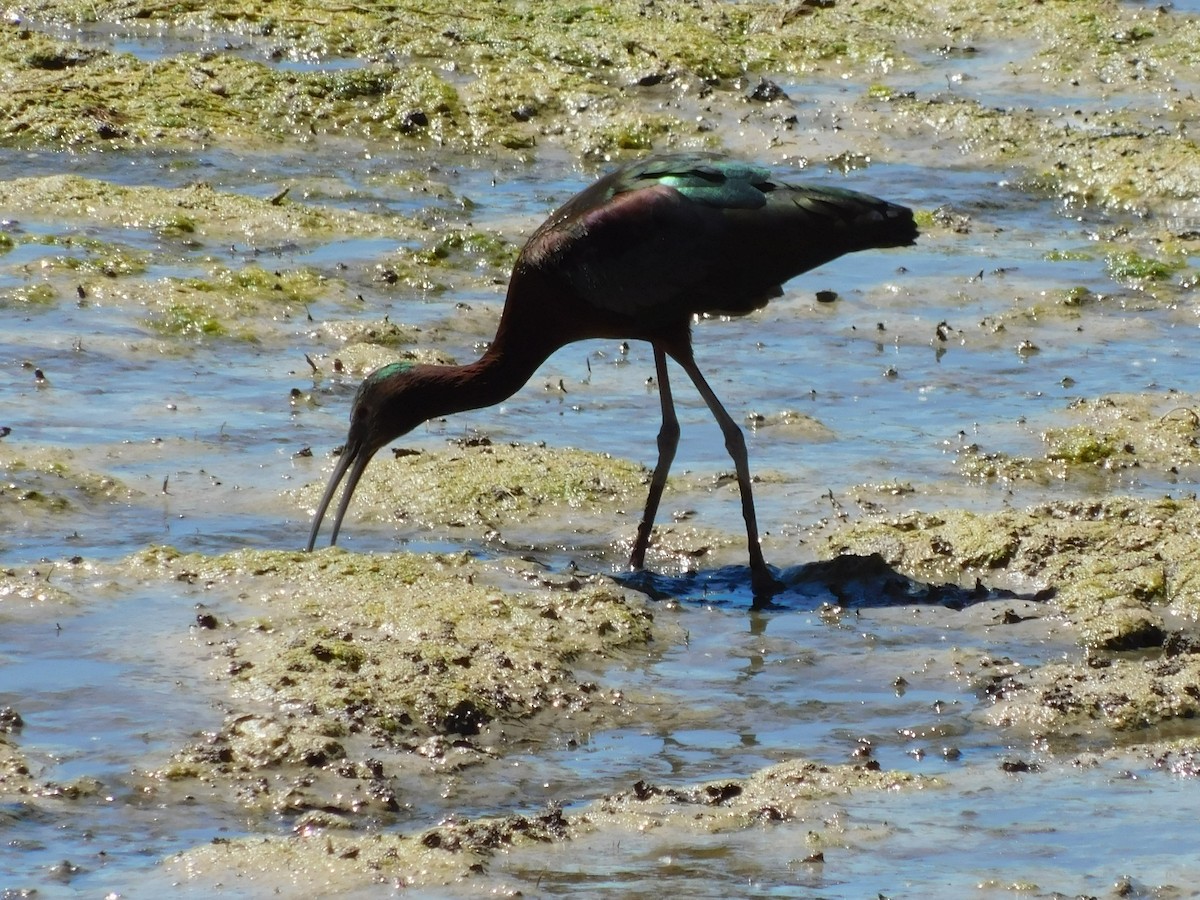 White-faced Ibis - ML332140451