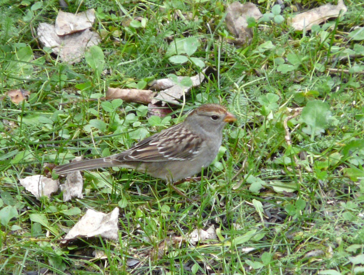 White-crowned Sparrow - ML33214241