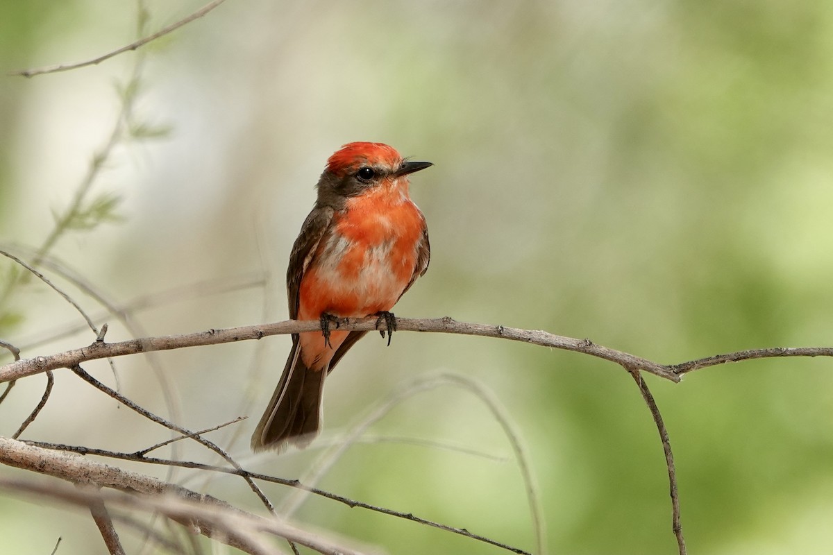 Vermilion Flycatcher - ML332142581