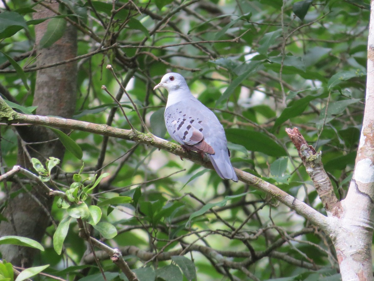 Blue Ground Dove - Dallas Levey