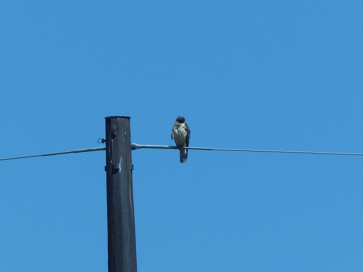 Swainson's Hawk - ML33214411