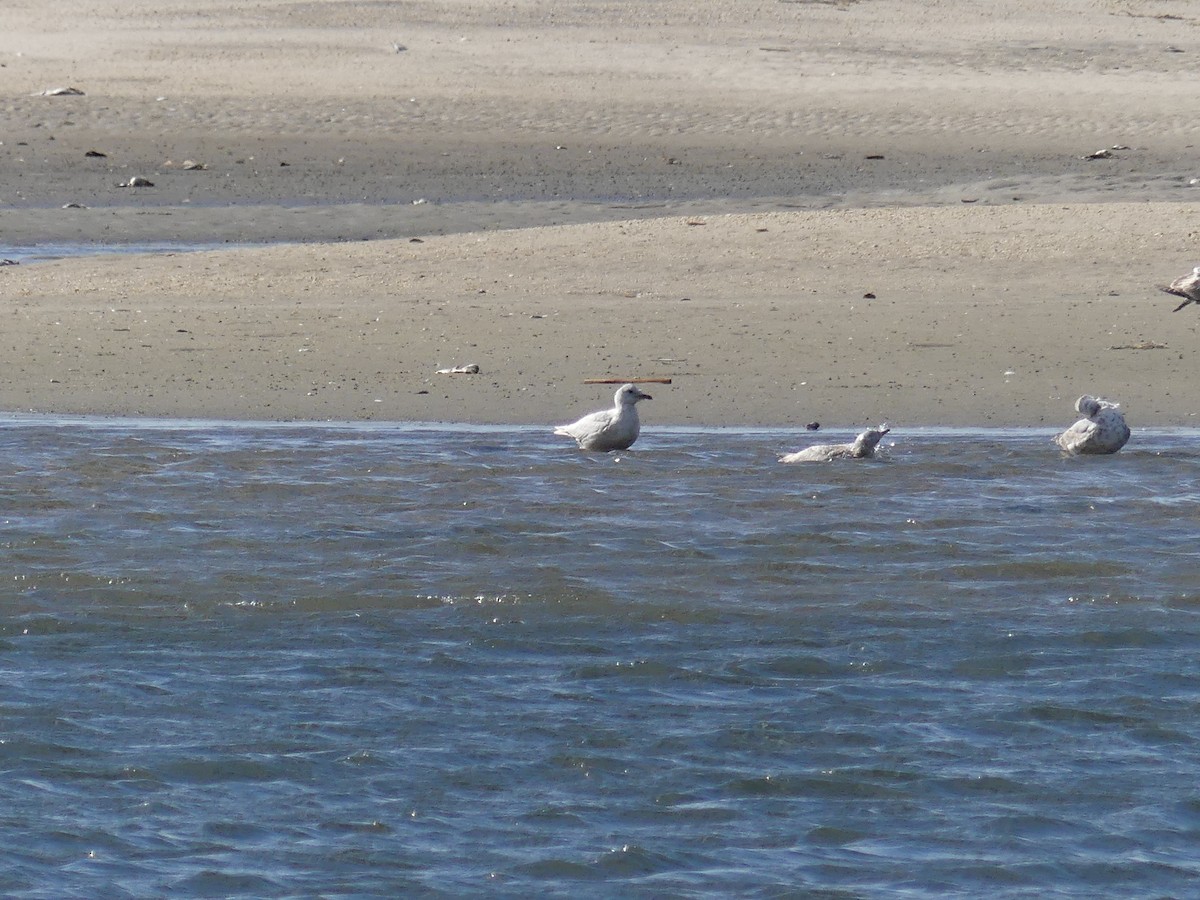 Iceland Gull - ML332145001