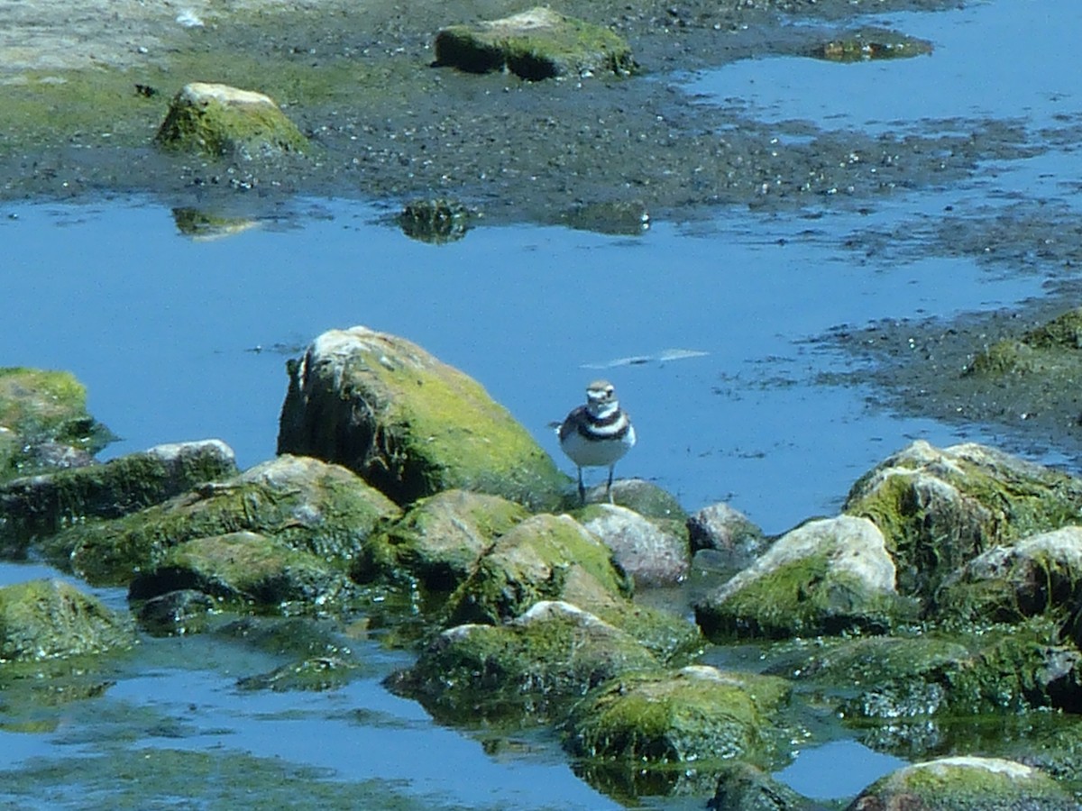 Killdeer - ML33214531