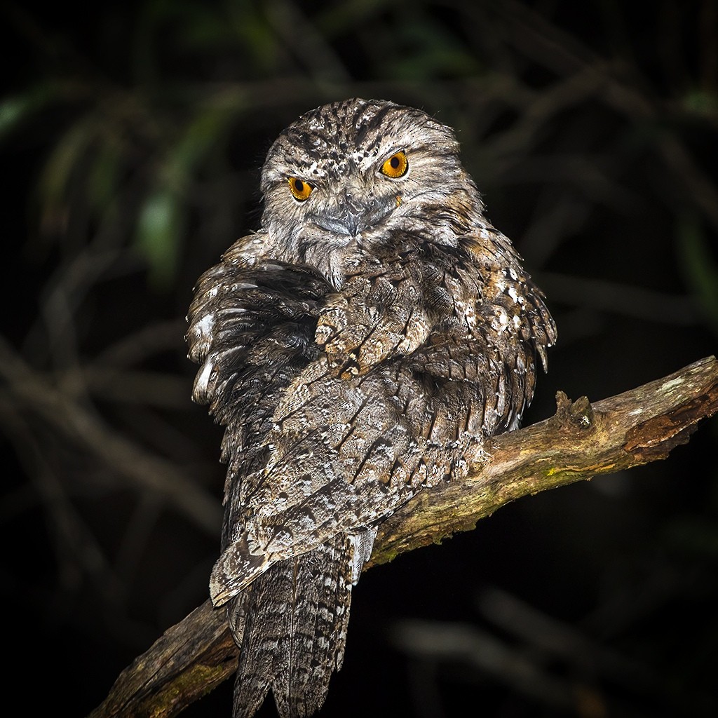 Tawny Frogmouth - ML332148301