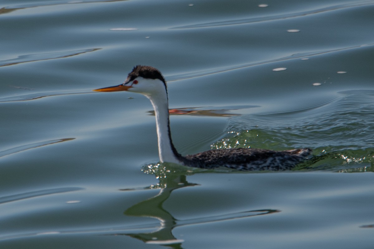 Clark's Grebe - William Kelley