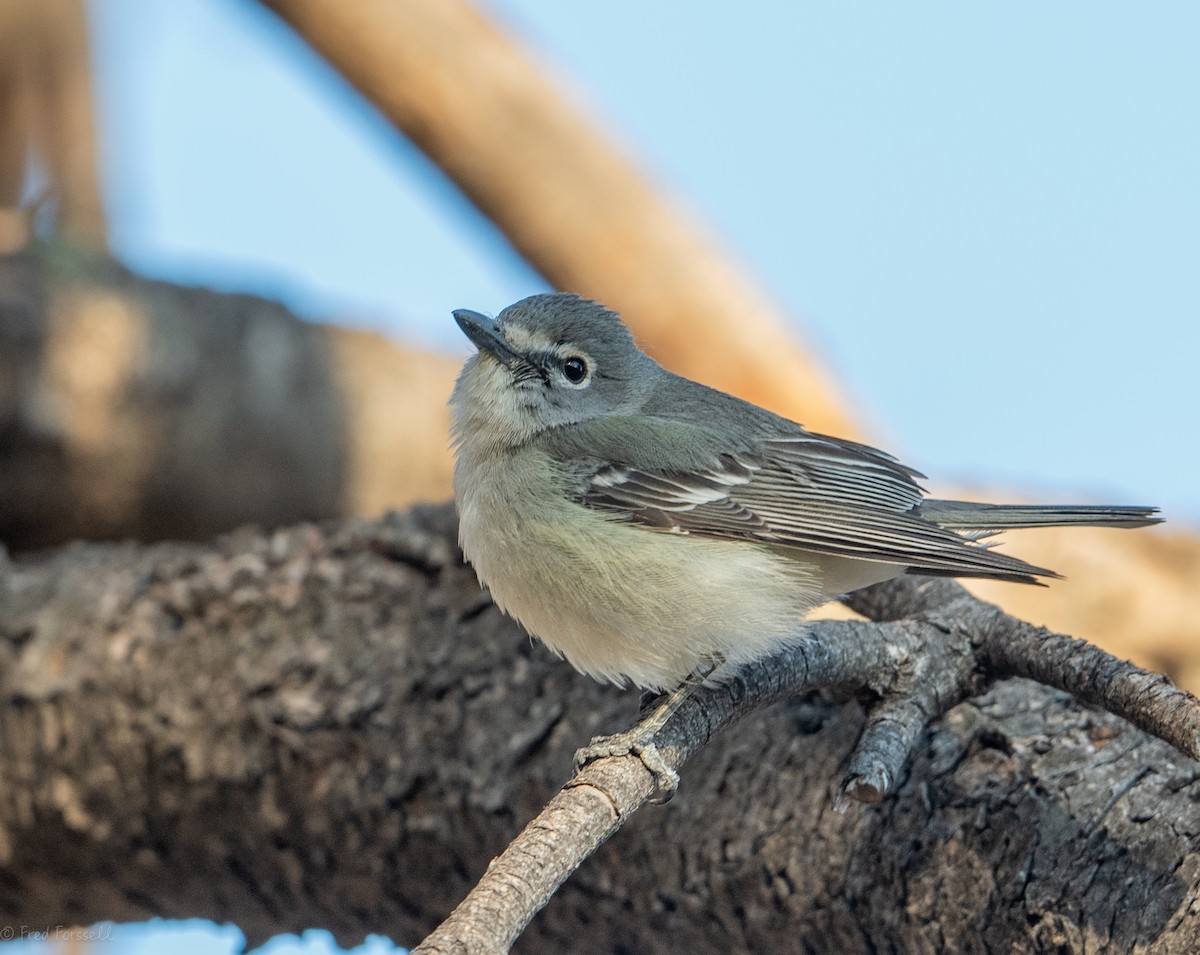 Plumbeous Vireo - Fred Forssell