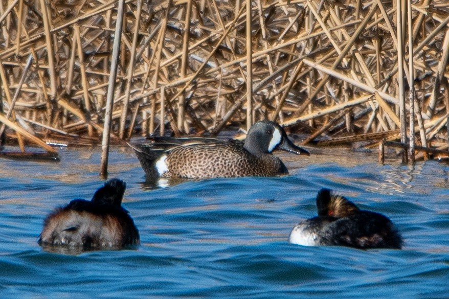 Blue-winged Teal - William Kelley