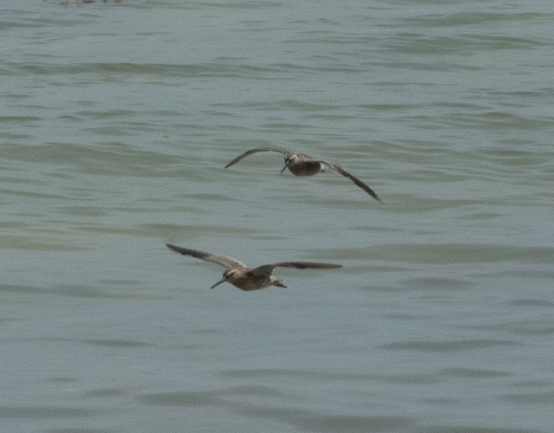 Short-billed Dowitcher - ML332151571