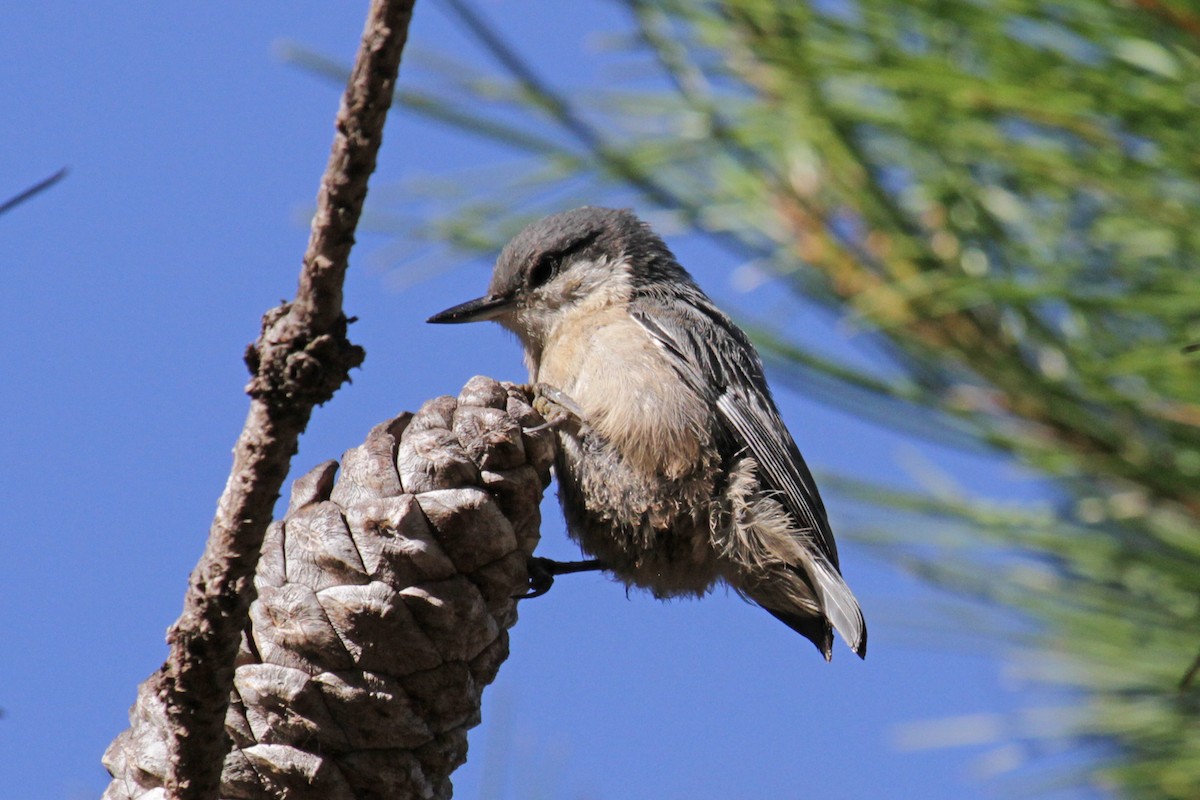 Pygmy Nuthatch - ML33215221