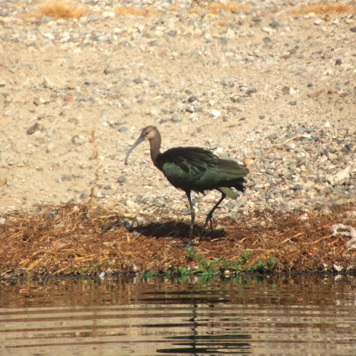 ibis hnědý/americký - ML33215391