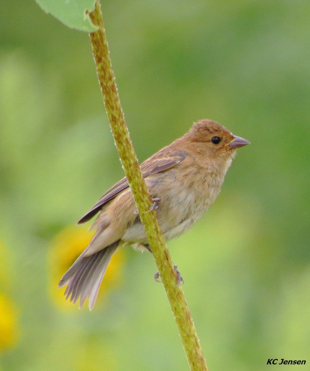 Indigo Bunting - Kent Jensen