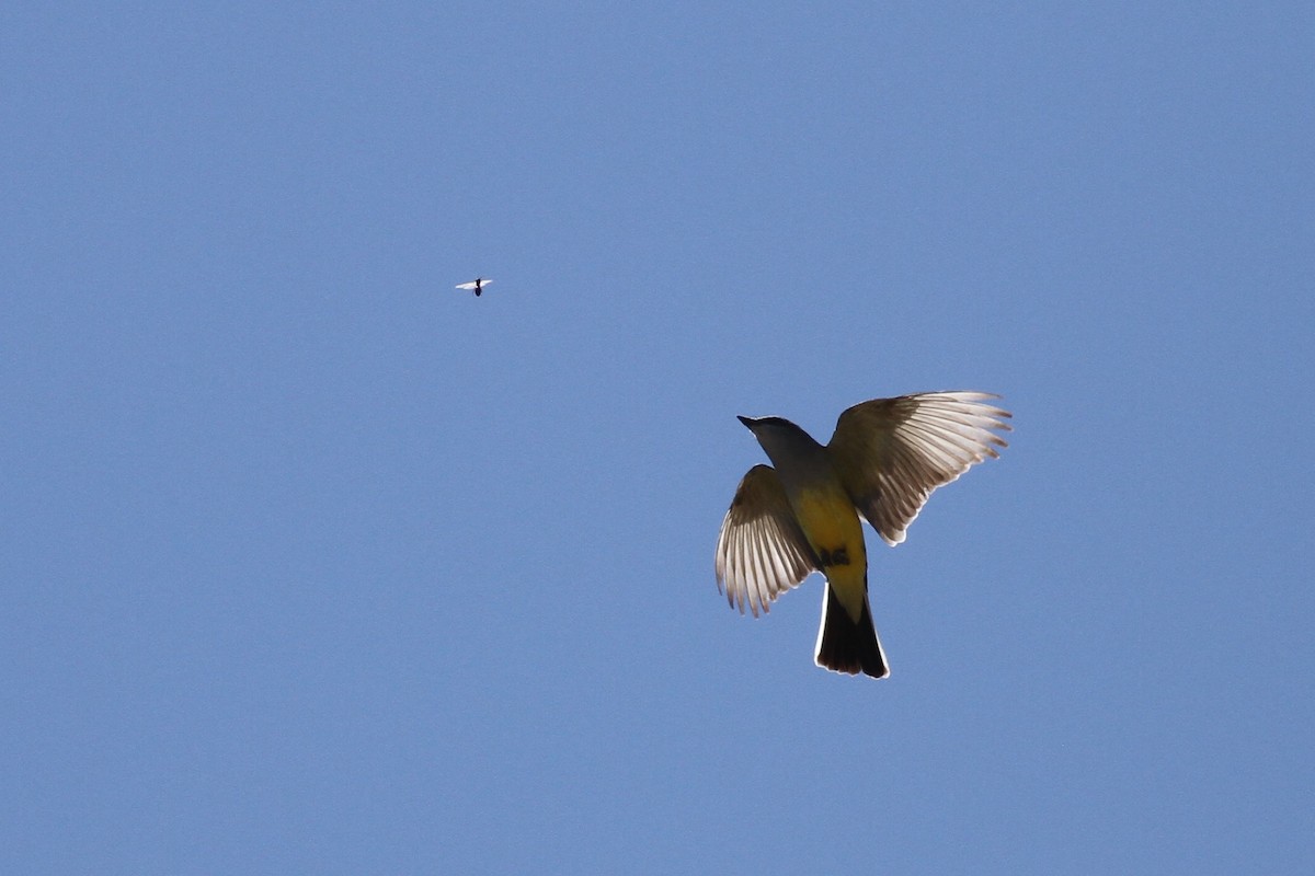 Western Kingbird - Ryan Terrill