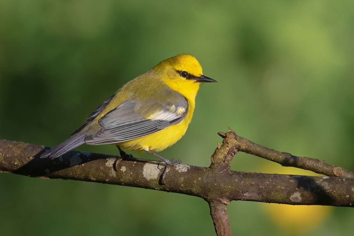 Blue-winged Warbler - Tyler Ficker