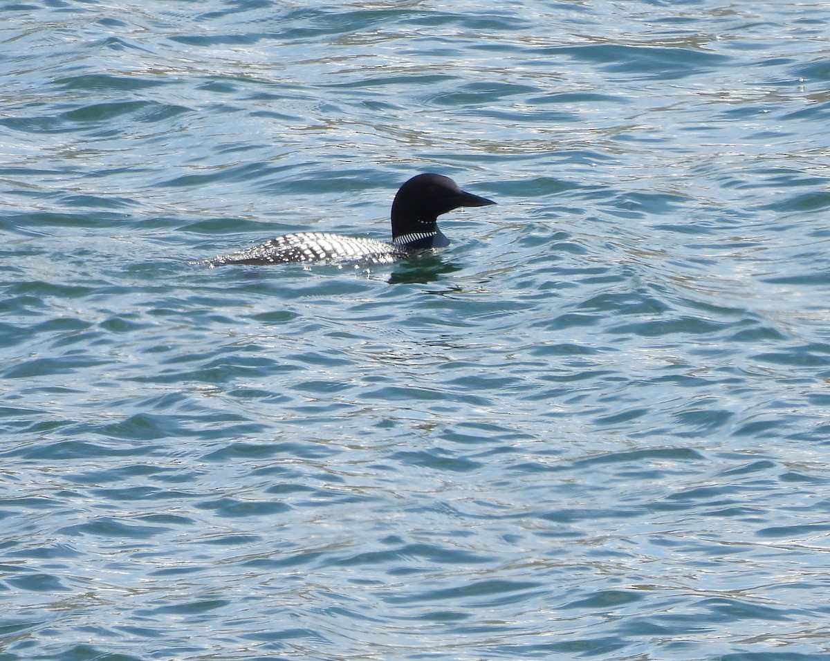 Common Loon - ML332161581