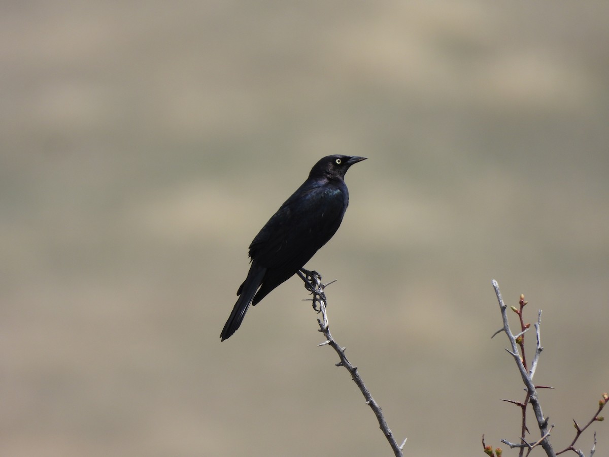 Brewer's Blackbird - ML332161721