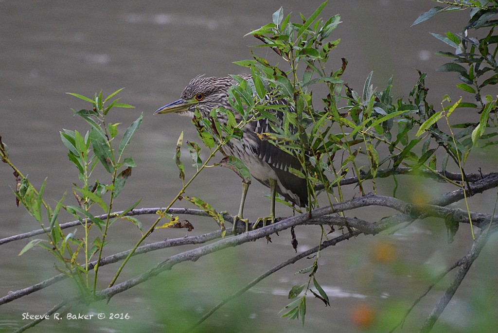 Black-crowned Night Heron - Steeve R. Baker