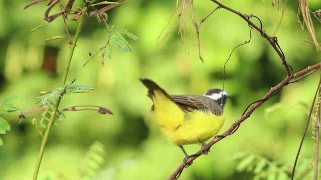 Rusty-margined Flycatcher - ML332167701