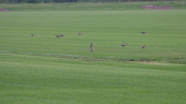 Whimbrel (Hudsonian) - ML332167791