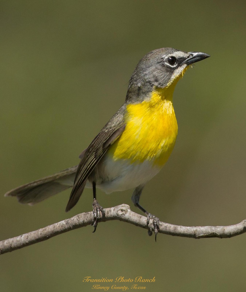 Yellow-breasted Chat - ML332168351