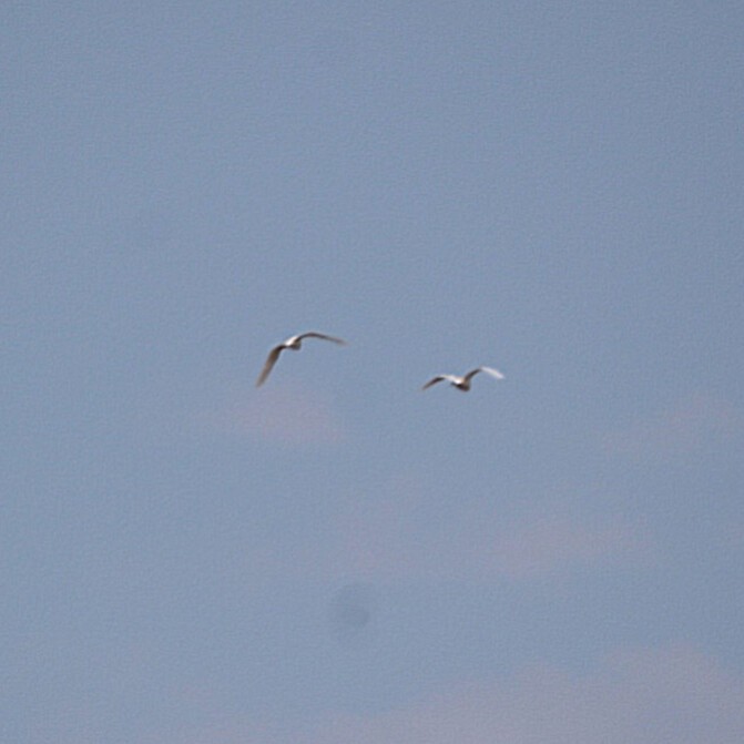 Great Egret - ML332169251