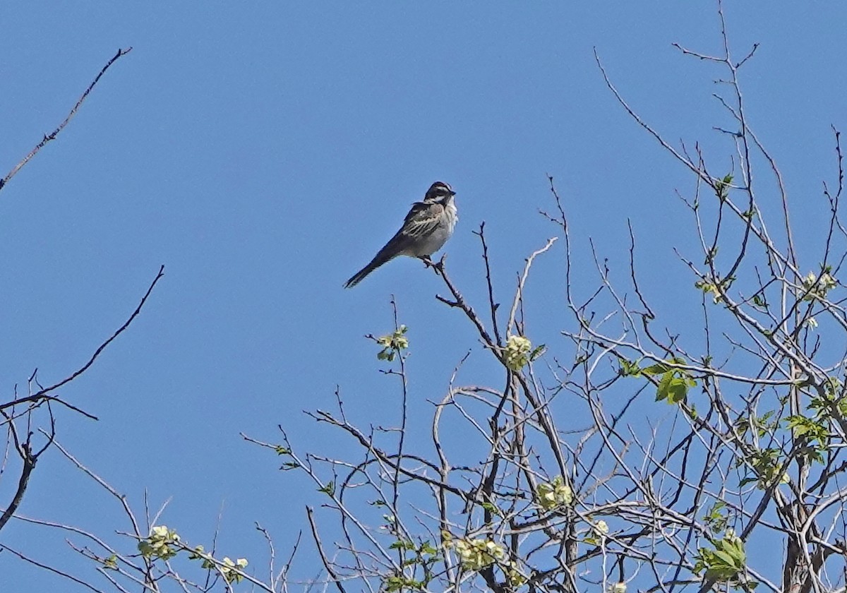 Lark Sparrow - ML332169461