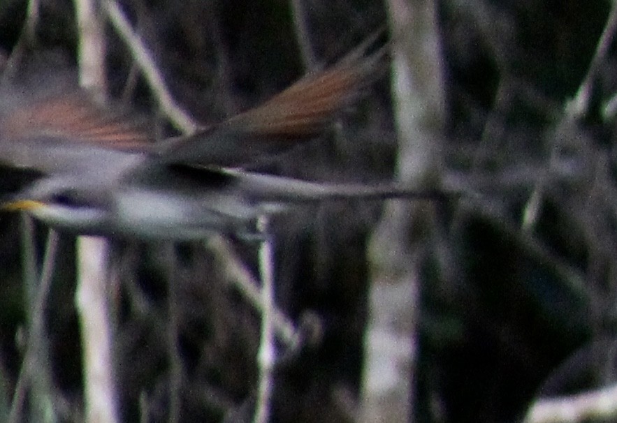 Yellow-billed Cuckoo - ML332171011