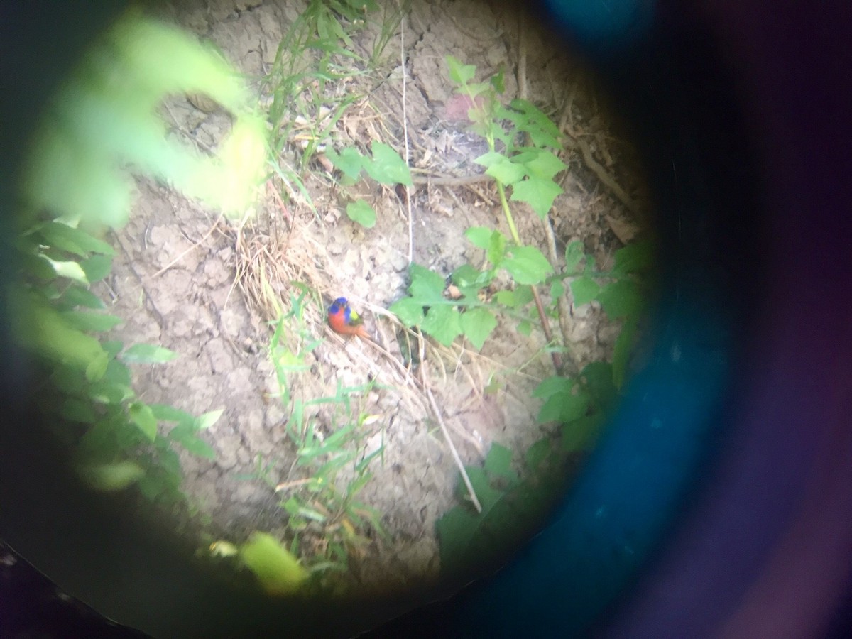 Painted Bunting - ML332172711