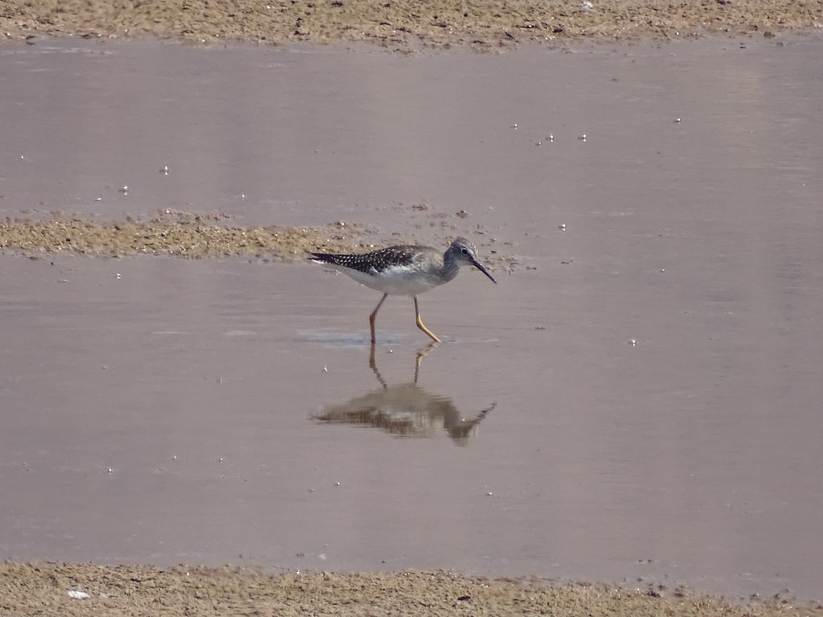 Lesser Yellowlegs - Chris Howard