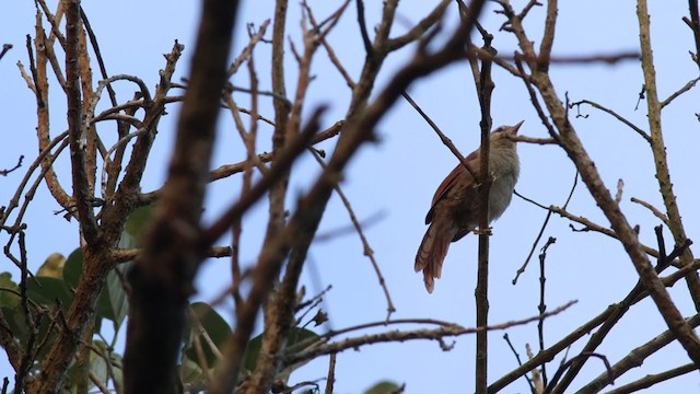 ムジアレチカマドドリ - ML332173801