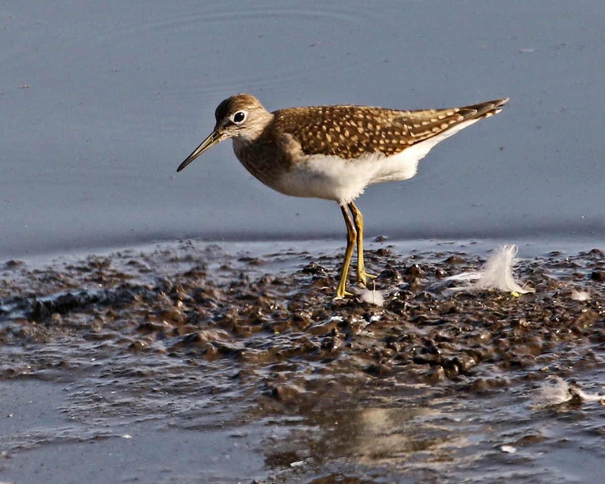 Solitary Sandpiper - ML33217521