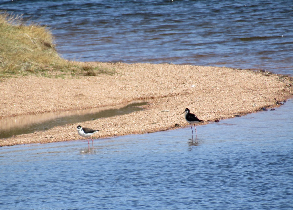 Black-necked Stilt - ML332175831