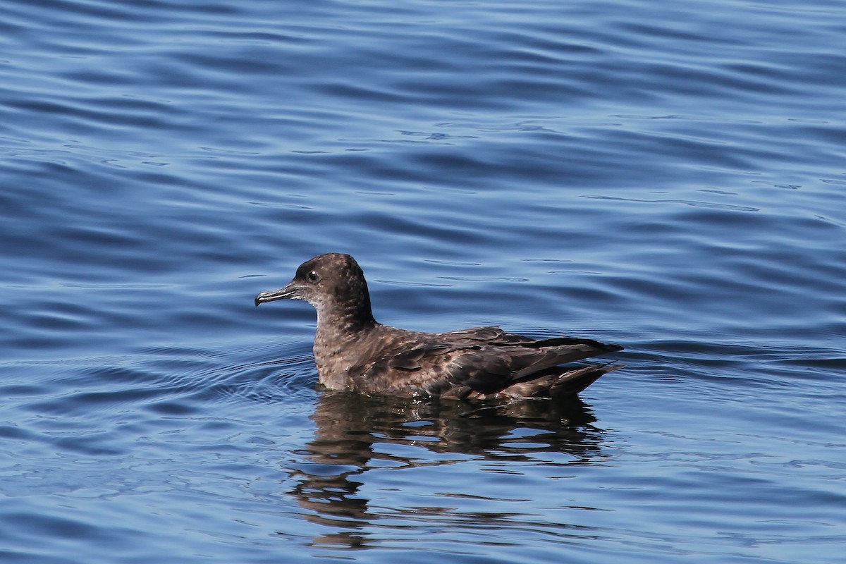 Sooty Shearwater - ML33217861