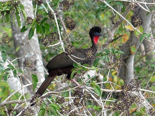 Crested Guan - ML332181121