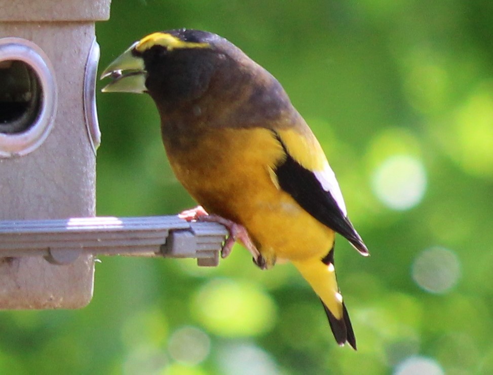 Evening Grosbeak - ML332182191