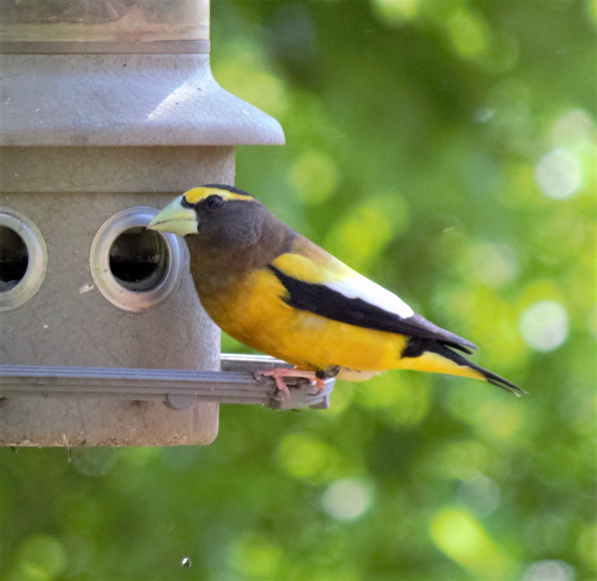 Evening Grosbeak - ML332182311