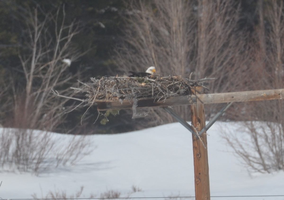 Bald Eagle - Brian Johnson