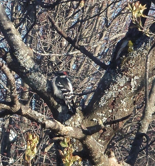 Downy Woodpecker - ML332184151