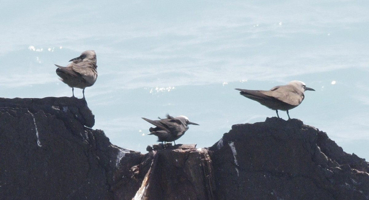 Black Noddy - Amanda Fulda