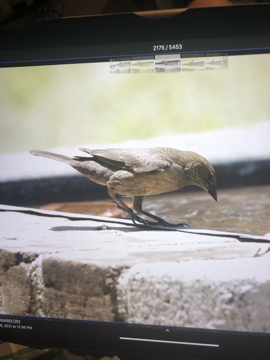 Shiny Cowbird - Amanda Fulda