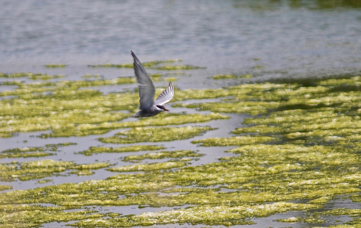 Whiskered Tern - Carlos  Pedro