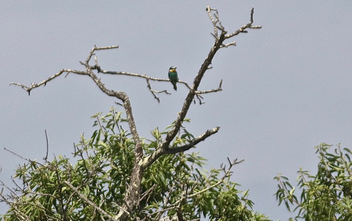 European Bee-eater - ML332189191