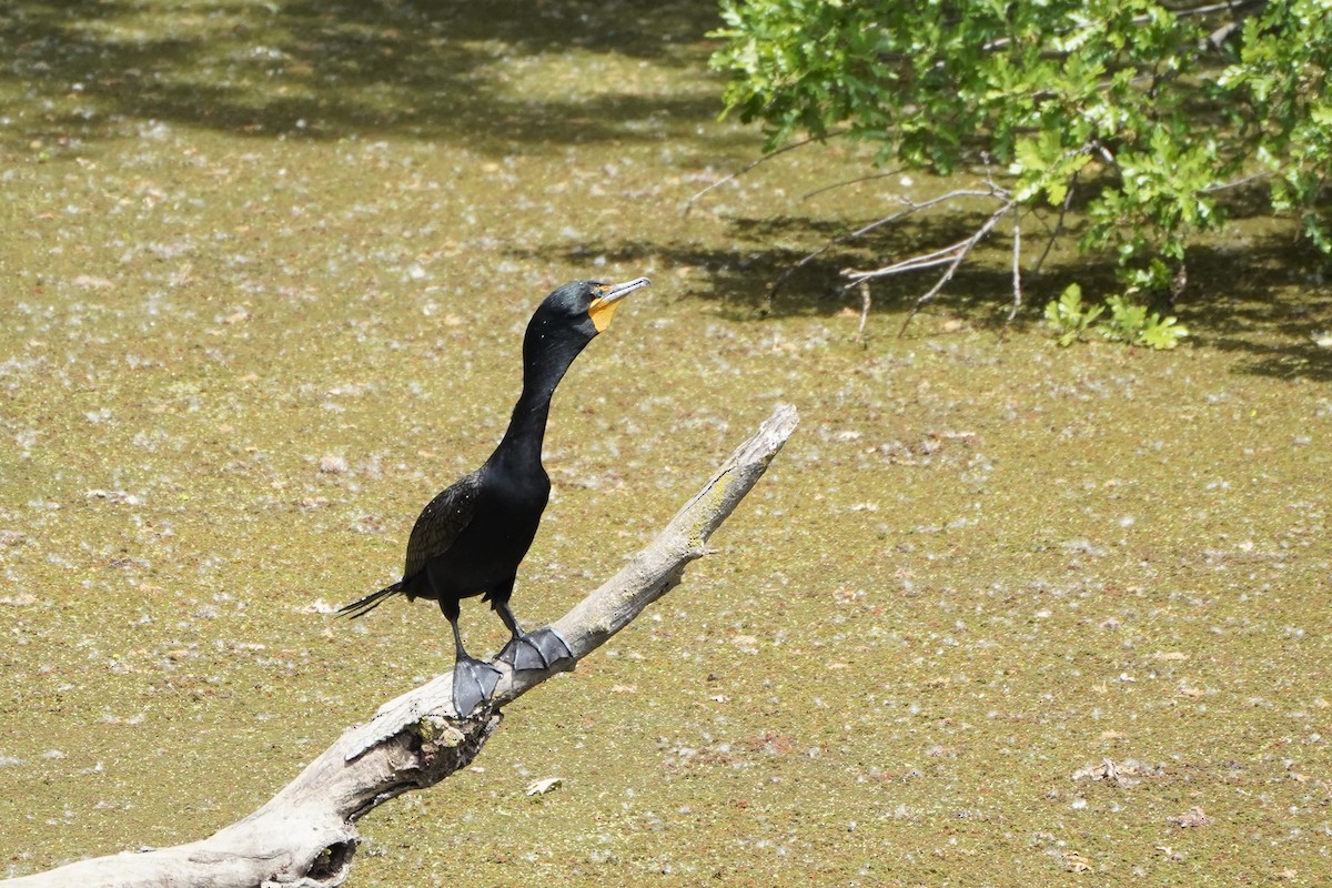 Cormorán Orejudo - ML332191611