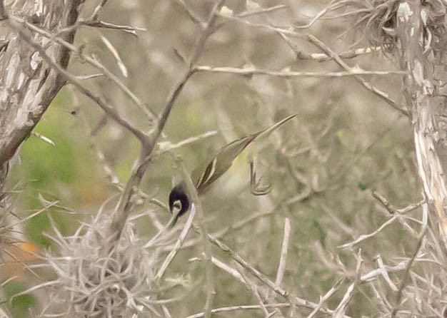 Black-capped Vireo - ML332192971