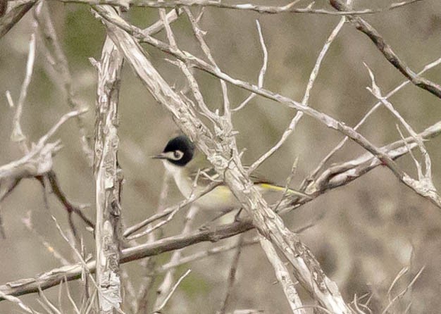 Black-capped Vireo - ML332193061