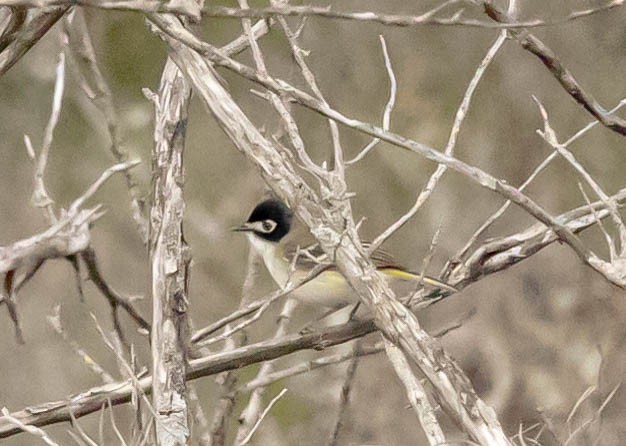 Vireo Cabecinegro - ML332193131